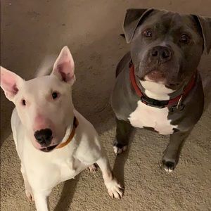 Meet your Posher, Molly